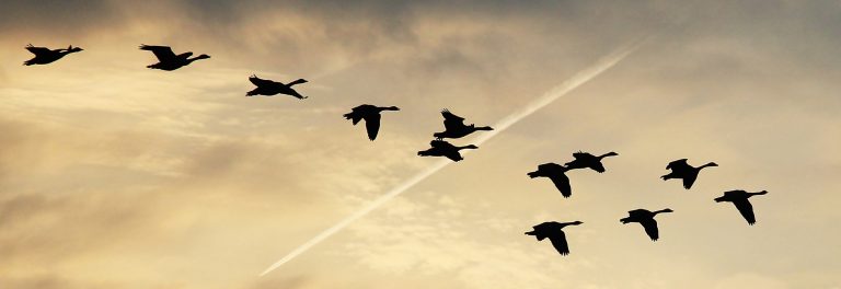 Haar laatste zucht werd door de eerste vogelgeluiden overgenomen